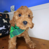 Babydoll Cavapoo 01