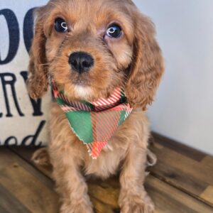 Bay Cavapoo 01