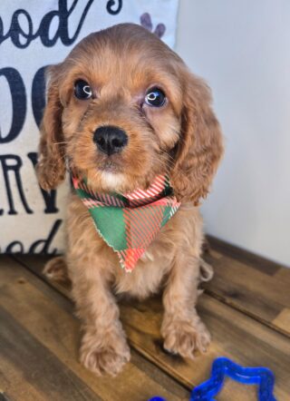 Bay Cavapoo 01