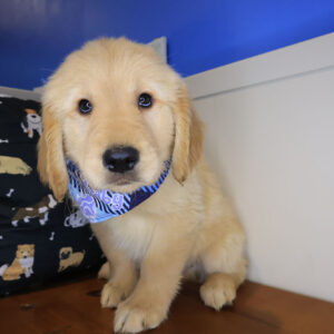 Beau Golden Retriever 01 Beau Golden Retriever 01