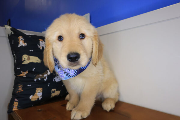 Beau Golden Retriever 01