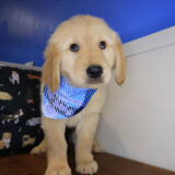 Beau Golden Retriever 02