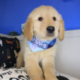 Beau Golden Retriever 03