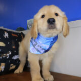 Beau Golden Retriever 04