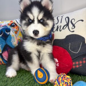 Benja Siberian Husky 01