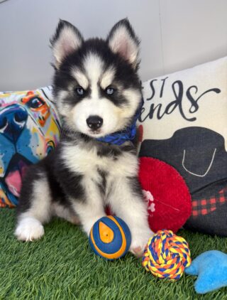 Benja Siberian Husky 01