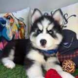 Benja Siberian Husky 02