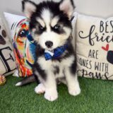 Benja Siberian Husky 03