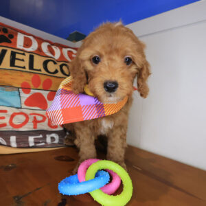 Bingo Cavapoo 01 Bingo Cavapoo 01