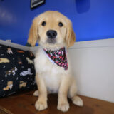 Bird Golden Retriever 01