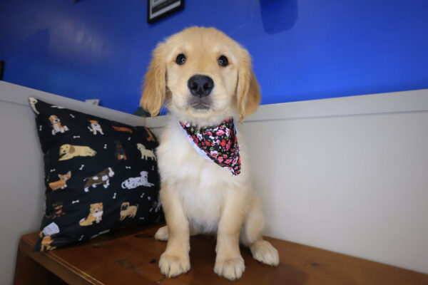 Bird Golden Retriever 01