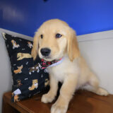 Bird Golden Retriever 04