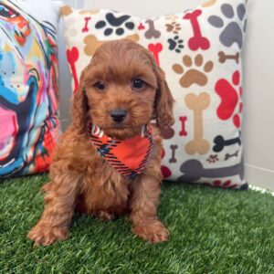Blitz Cavapoo 01