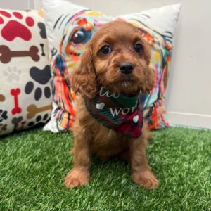 Bodhi Cavapoo 01 Bodhi Cavapoo 01