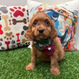 Bodhi Cavapoo 02