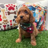 Bodhi Cavapoo 03