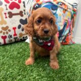 Bodhi Cavapoo 04