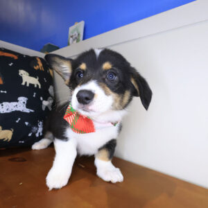 Boss Pembroke Welsh Corgi 01 Boss Pembroke Welsh Corgi 01