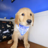 Bram Golden Retriever 03