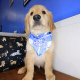 Bram Golden Retriever 04