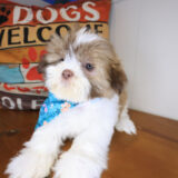 Brenda Shih Tzu 03