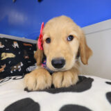 Bubba Golden Retriever 01