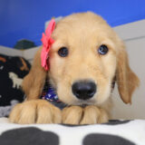 Bubba Golden Retriever 03