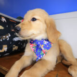 Bubba Golden Retriever 04