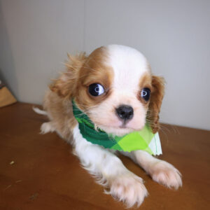 Bugsy Cavalier King Charles Spaniel 01