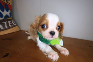 Bugsy Cavalier King Charles Spaniel 01