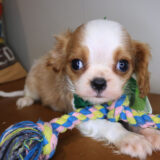 Bugsy Cavalier King Charles Spaniel 02