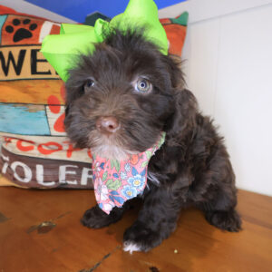 Catalina Cockapoo 01 Catalina Cockapoo 01