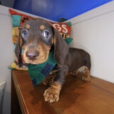 Cedar Dachshund 01