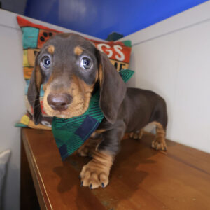 Cedar Dachshund 01