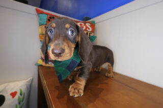 Cedar Dachshund 01