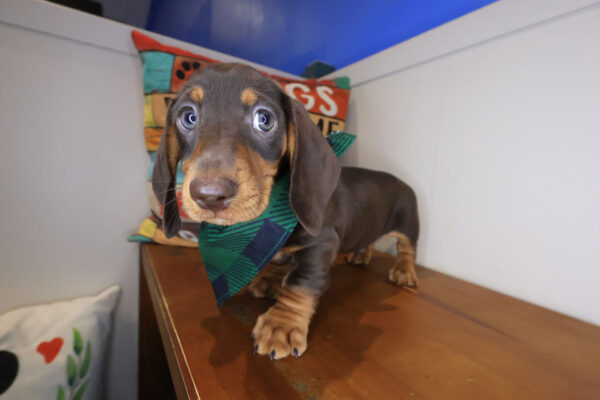 Cedar Dachshund 01