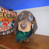 Cedar Dachshund 03