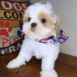 Chauncey Shih Tzu 01