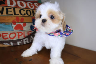 Chauncey Shih Tzu 01