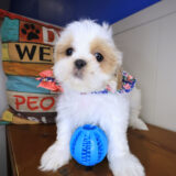 Chauncey Shih Tzu 02