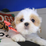 Chauncey Shih Tzu 03