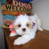 Chauncey Shih Tzu 04