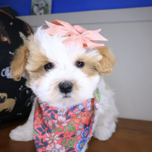 Cherry Maltipoo 01 Cherry Maltipoo 01