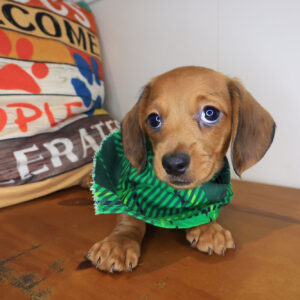 Cormac Dachshund 01