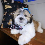 Cotton Teddy Bear 01