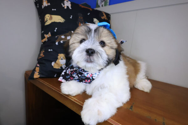 Cotton Teddy Bear 01