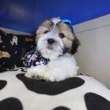 Cotton Teddy Bear 03