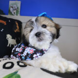 Cotton Teddy Bear 04