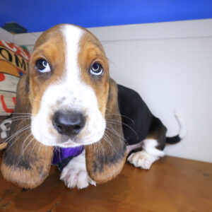 Cuddles Basset Hound 01 Cuddles Basset Hound 01