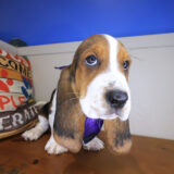 Cuddles Basset Hound 02